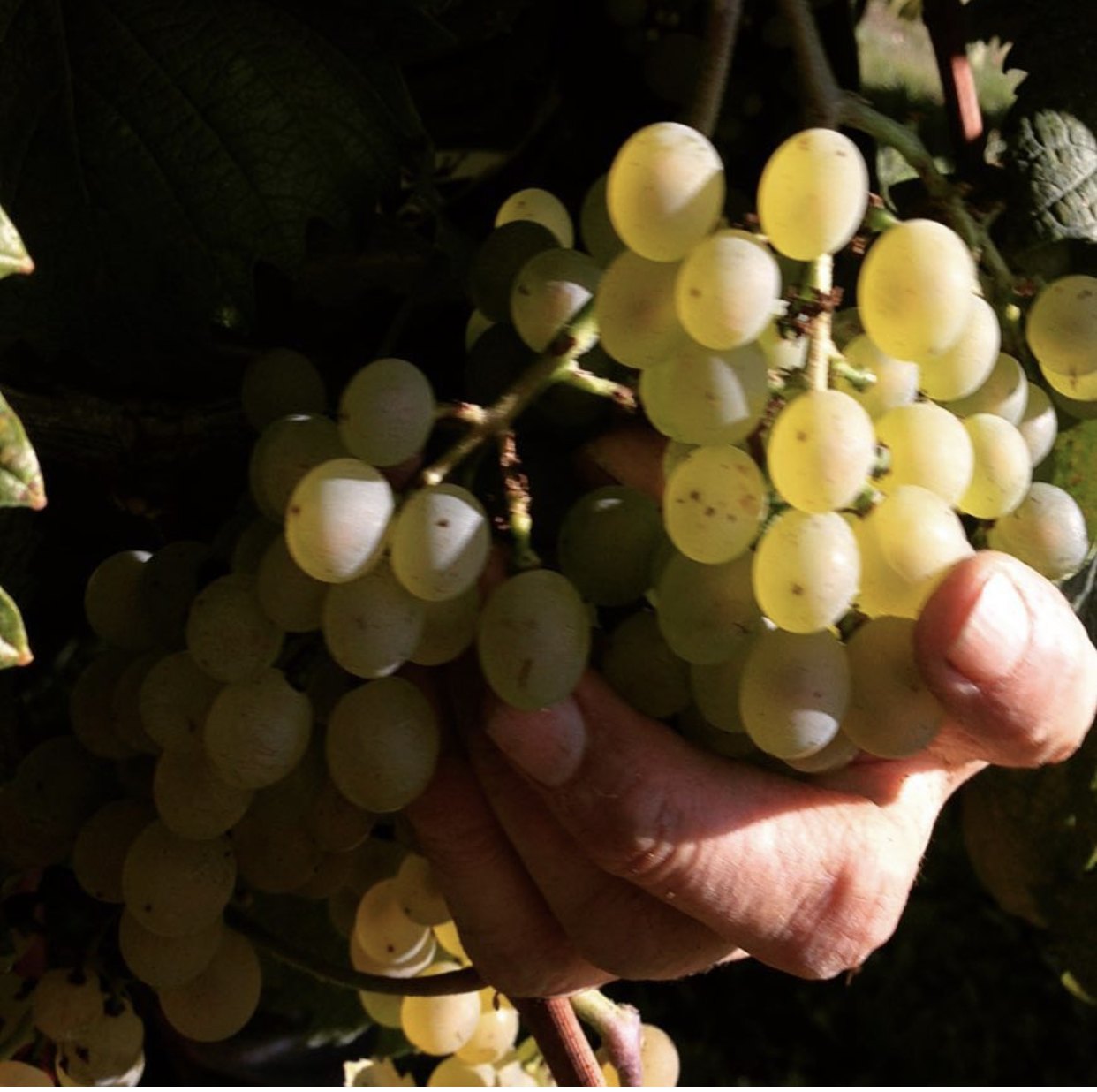 Uve dell'azienda Balsamica